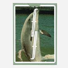 Load image into Gallery viewer, Dolphin in water with a window overlay
